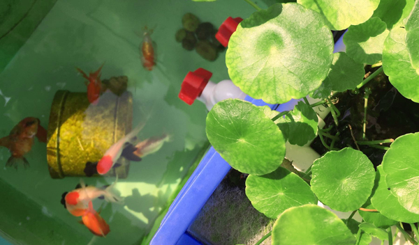 周轉箱做魚缸養魚？真是驚呆我和我的小伙伴