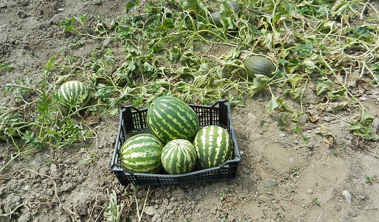 水果塑料周轉(zhuǎn)箱筐批發(fā)，快到筐里來(lái)！