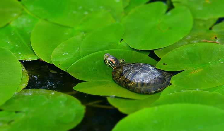 養龜周轉箱買白色還是藍色？它顏色的秘密是？